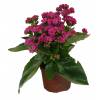 Kalanchoe de flores de cor rosa