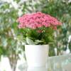 Kalanchoe de flores de cor rosa