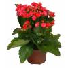 Kalanchoe de flores vermelhas