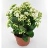 Kalanchoe de flores brancas