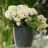 Kalanchoe de flores brancas