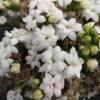 Kalanchoe de flores brancas