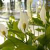 Spathiphyllum, Lrio da Paz