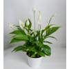 Spathiphyllum, Lírio da Paz