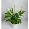 Spathiphyllum, Lrio da Paz