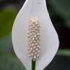 Spathiphyllum, Lírio da Paz