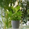 Spathiphyllum, Lírio da Paz