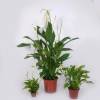 Spathiphyllum, Lírio da Paz
