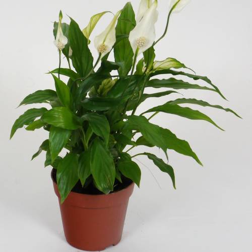 Spathiphyllum, Lírio da Paz : venda Spathiphyllum, Lírio da Paz /  Spathiphyllum