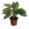 Aglaonema