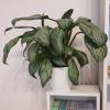 Aglaonema