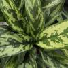 Aglaonema