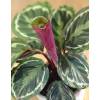 Calathea 'Shinestar' - C12