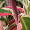 Calathea, folhagem lanceolada