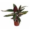 Calathea 'Triostar' - C12