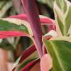 Calathea 'Triostar' - C12