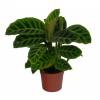 Calathea, folhagem de zebra