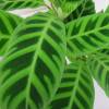 Calathea, folhagem de zebra