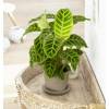 Calathea, folhagem de zebra