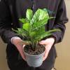 Calathea, folhagem de zebra