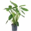 Calathea, folhagem de zebra