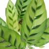 Calathea, folhagem de zebra