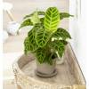 Calathea 'Zebrina' - C12