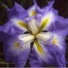 Lrio japons 'Ocean Mist'