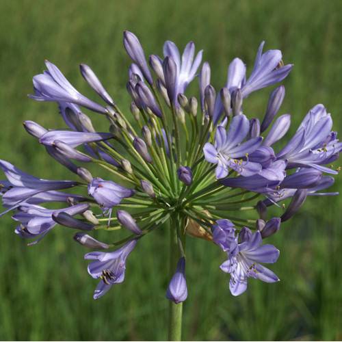 Agapanto azul : venda Agapanto azul / Agapanthus hyacintho