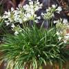 Agapanto branco : venda Agapanto branco / Agapanthus alba