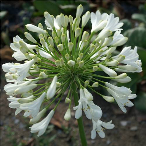 Agapanto branco : venda Agapanto branco / Agapanthus alba