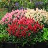 Astilbe Rosa