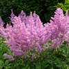 Astilbe Rosa