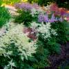 Astilbe Rosa