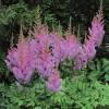 Astilbe Rosa