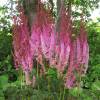 Astilbe Rosa