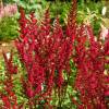 Astilbe Vermelho