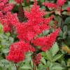 Astilbe Vermelho