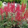 Astilbe Vermelho