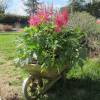 Astilbe Vermelho