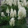 Astilbe Branco