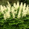 Astilbe Branco