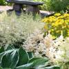 Astilbe Branco