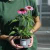 Equin�cea rosa