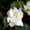 Violeta perfumada branca