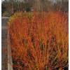 Corniso sanguneo 'Midwinter Fire'