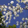 Halesia carolina