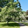 Halesia carolina