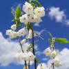 Halesia carolina