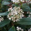 Viburnum de David